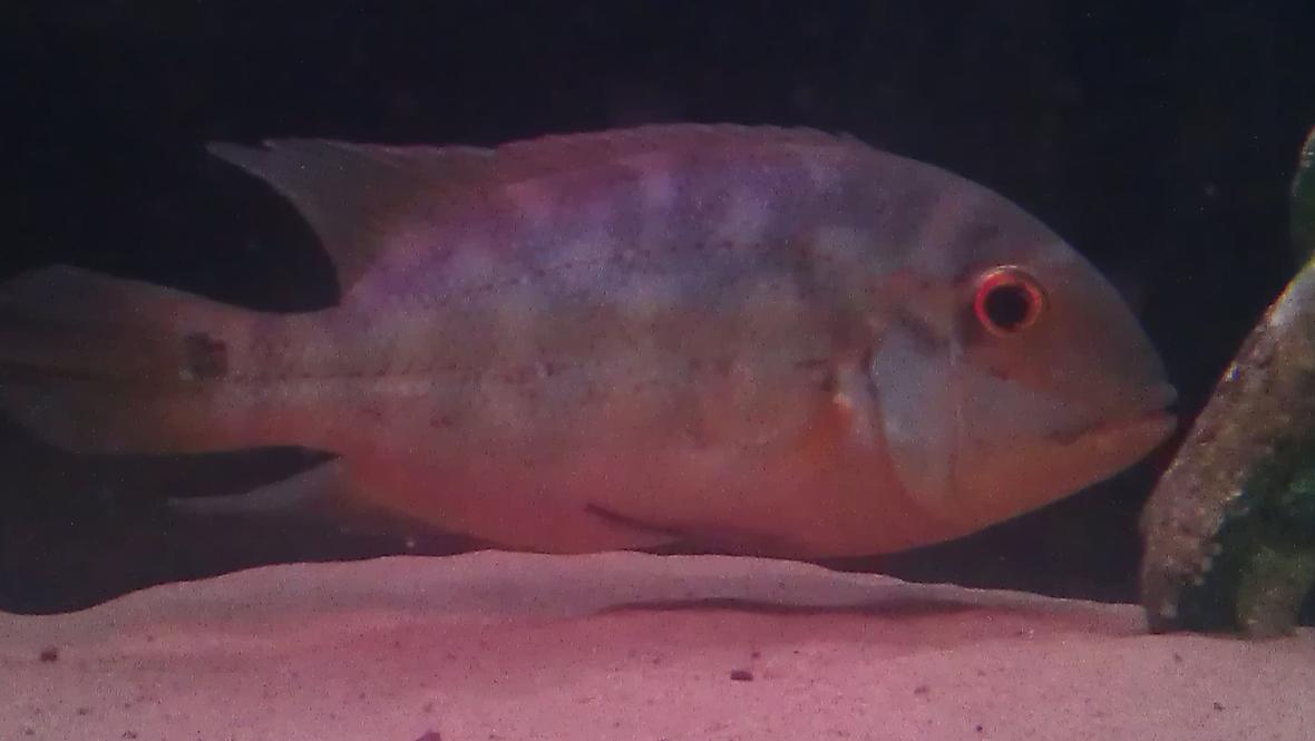 freshwater fish - hoplarchus psittacus - parrot cichlid stocking in 200 gallons tank - True parrot