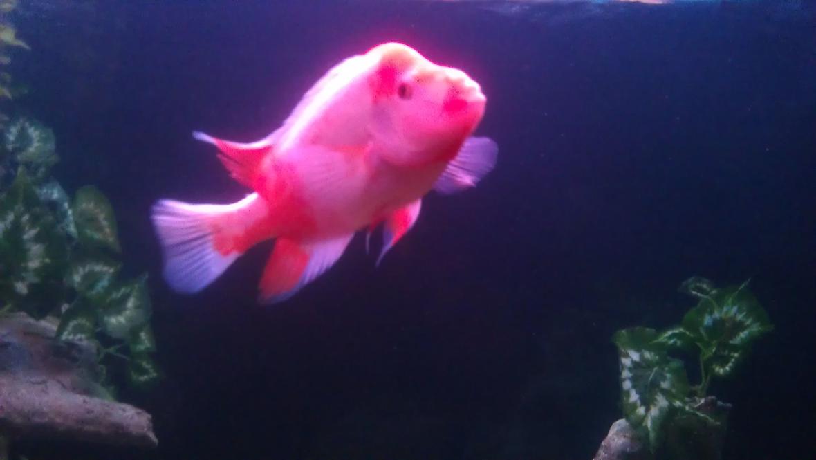 freshwater fish - amphilophus labiatus - red devil stocking in 200 gallons tank - Red devil