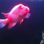 freshwater fish - amphilophus labiatus - red devil stocking in 200 gallons tank - Red devil