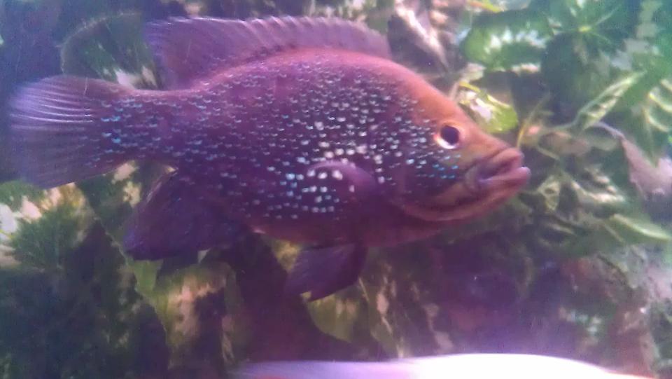 freshwater fish - paratilapia polleni - polleni cichlid stocking in 200 gallons tank - Polleni
