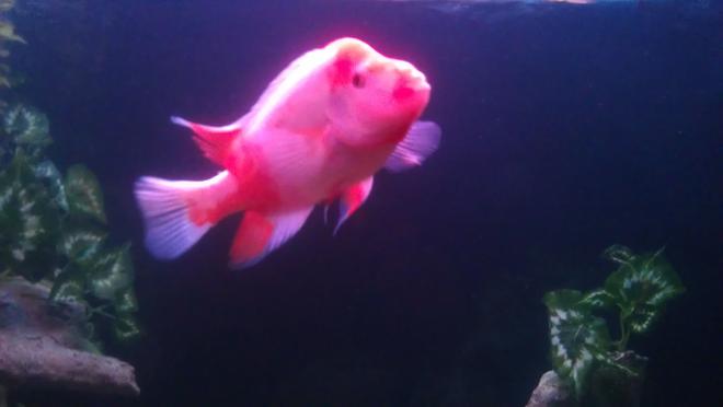 freshwater fish - amphilophus labiatus - red devil stocking in 200 gallons tank - Red devil