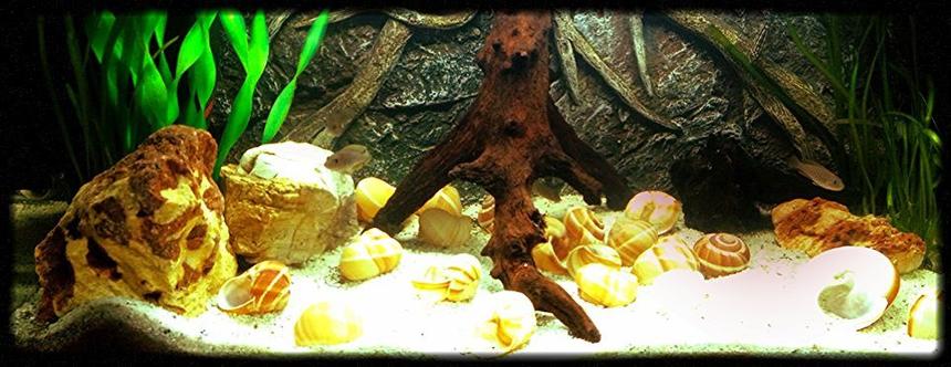 Rated #98: 15 Gallons Freshwater Fish Tank - My 15 gallons Tanganykia tank.