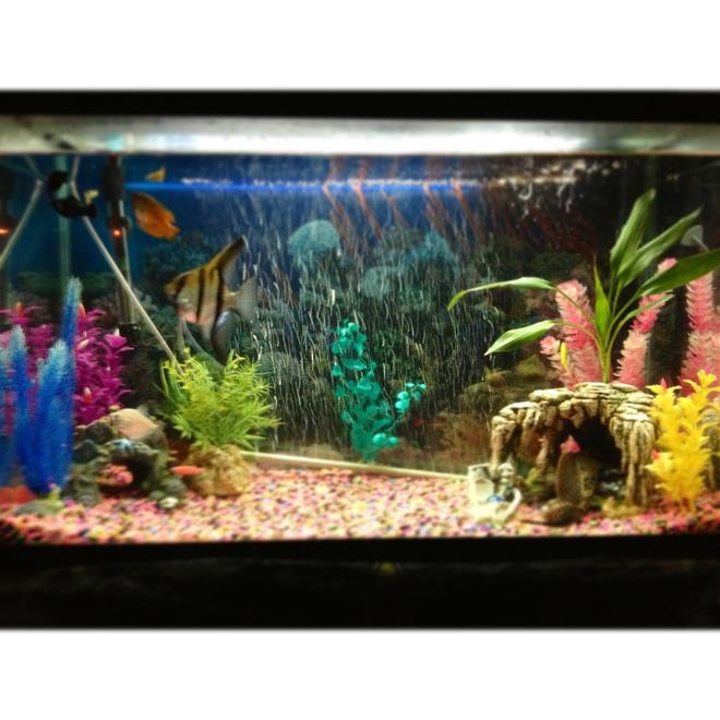 29 gallons freshwater fish tank (mostly fish and non-living decorations) - 29 gallon