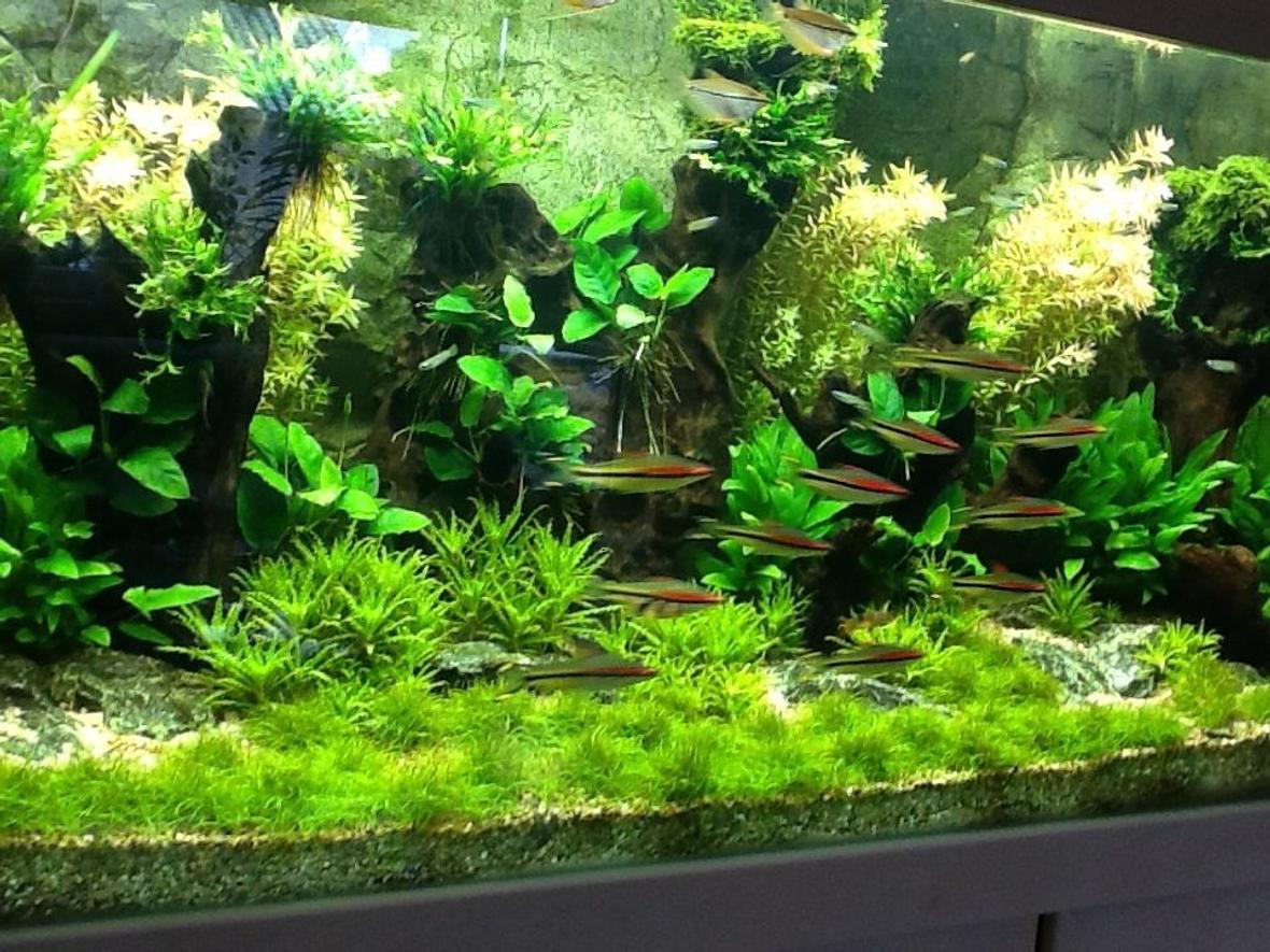 130 gallons planted tank (mostly live plants and fish) - New ...
