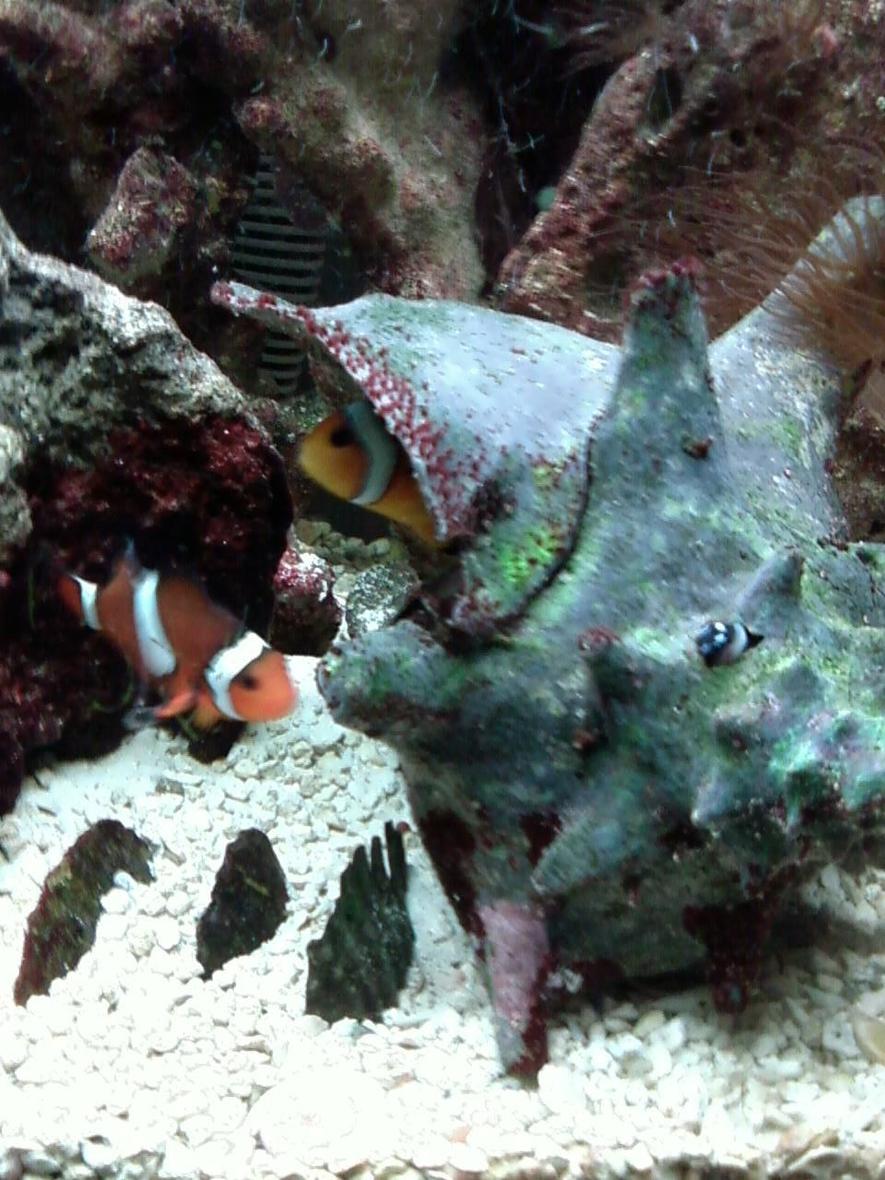 Rated #6: Saltwater Fish - Amphiprion Percula - True Percula Clownfish Stocking In 55 Gallons Tank - Mated clowns in their shell home.