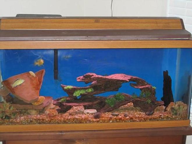 38 gallons freshwater fish tank (mostly fish and non-living decorations) - 30 gal cichlids tank
