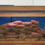 38 gallons freshwater fish tank (mostly fish and non-living decorations) - african cichild tank