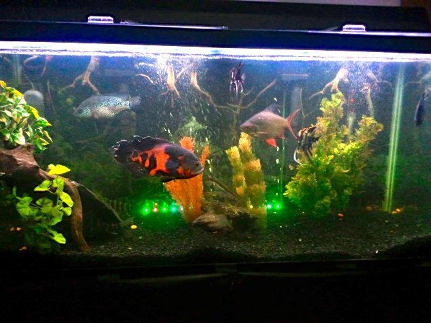 Rated #153: 90 Gallons Freshwater Fish Tank - 90 gallon