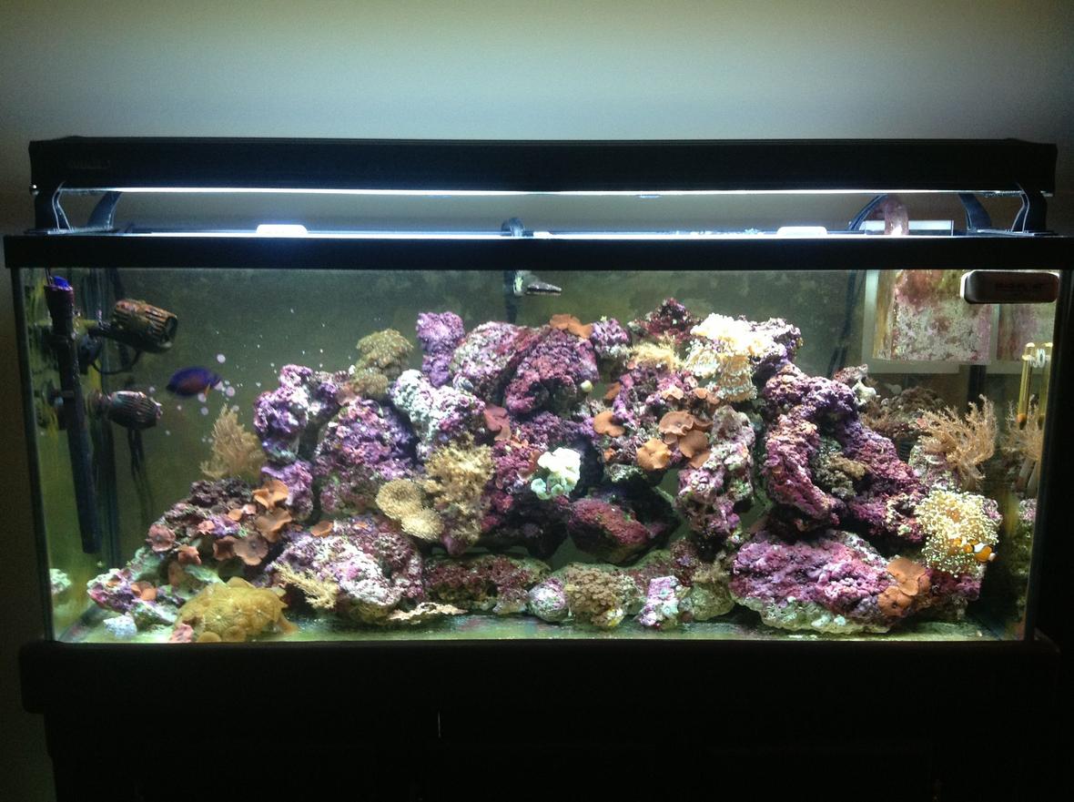 55 gallons reef tank (mostly live coral and fish) - The other wife