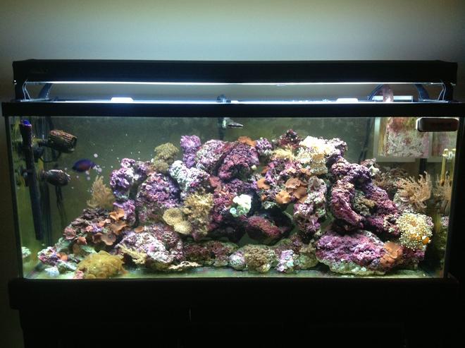 55 gallons reef tank (mostly live coral and fish) - The other wife