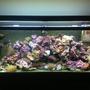 55 gallons reef tank (mostly live coral and fish) - The other wife