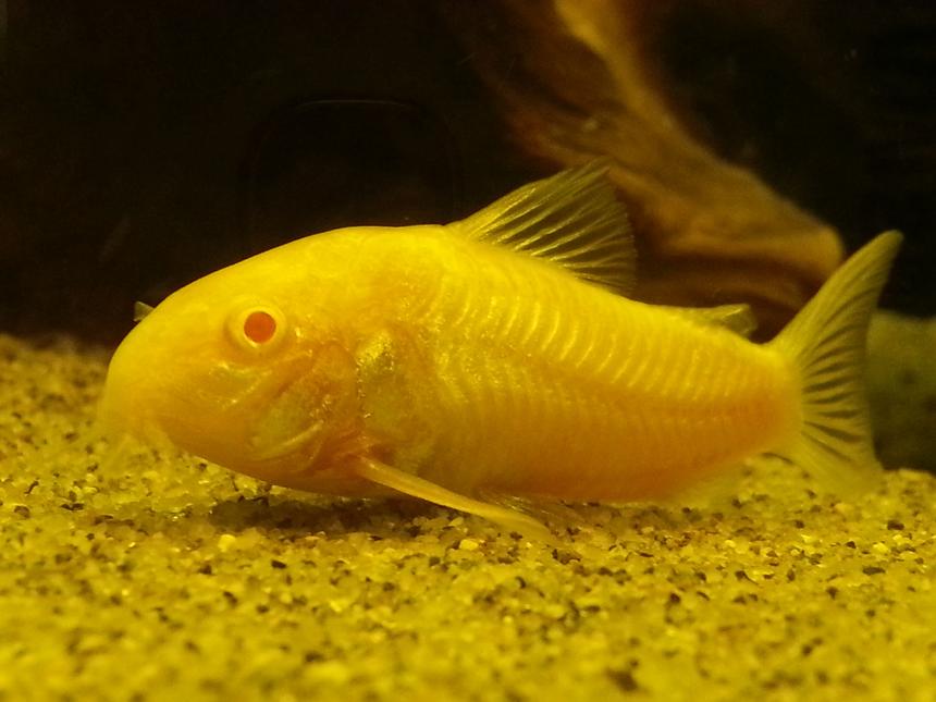 Rated #27: Freshwater Fish - Corydoras Aeneus - Albino Aeneus Cory Cat Stocking In 5 Gallons Tank - Albino Corydora