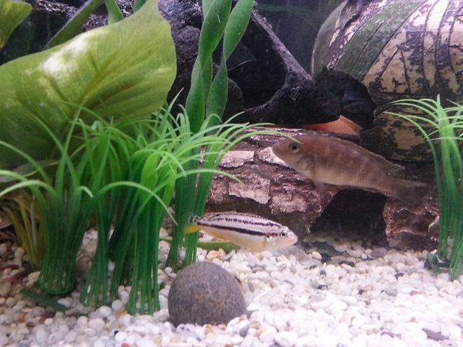 freshwater fish - melanochromis auratus - auratus cichlid stocking in 44 gallons tank - M.Auratus (Young)