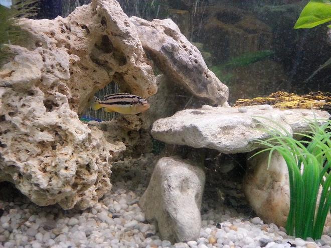freshwater fish - melanochromis auratus - auratus cichlid stocking in 44 gallons tank - M.Auratus (young)