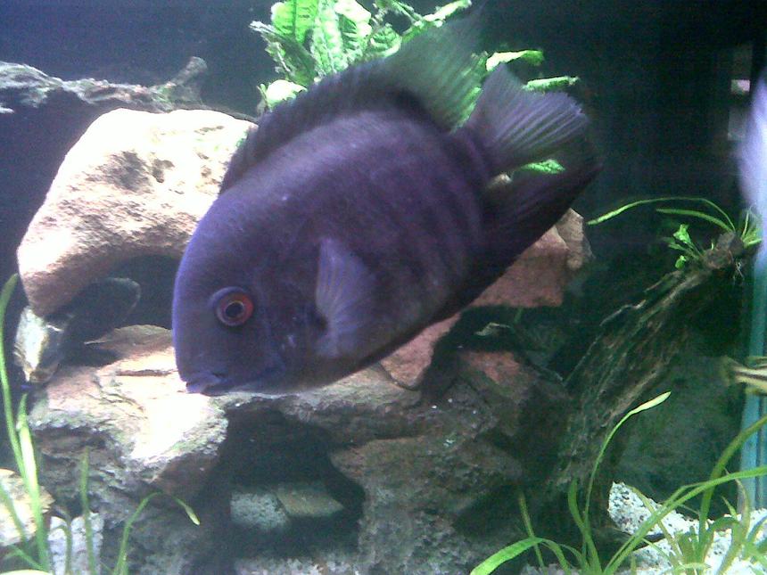 Rated #45: Freshwater Fish - Heros Serverus - Green Severum Stocking In 200 Gallons Tank - green female severum