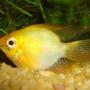 freshwater fish - mikrogeophagus ramirezi - german gold ram stocking in 130 gallons tank - albino ram