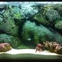 10 gallons saltwater fish tank (mostly fish, little/no live coral) - My 10g wall-mounted aquarium