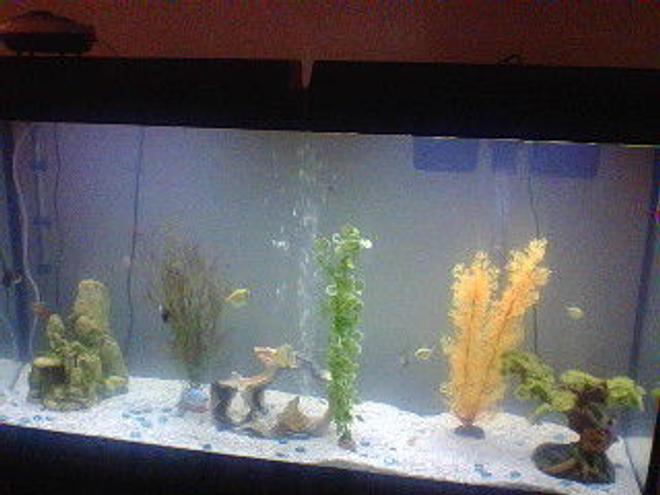 60 gallons freshwater fish tank (mostly fish and non-living decorations) - My fish tank!