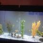 60 gallons freshwater fish tank (mostly fish and non-living decorations) - My fish tank!