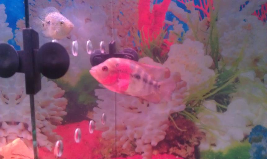 Rated #48: Freshwater Fish - Cichlasoma Sp. - Red Star Flower Horn Cichlid Stocking In 40 Gallons Tank