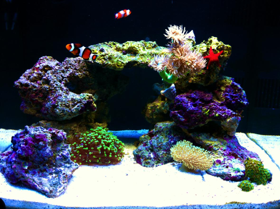 29 gallons reef tank (mostly live coral and fish) - "The Cube" 4 months running!