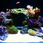 29 gallons reef tank (mostly live coral and fish) - "The Cube" 4 months running!