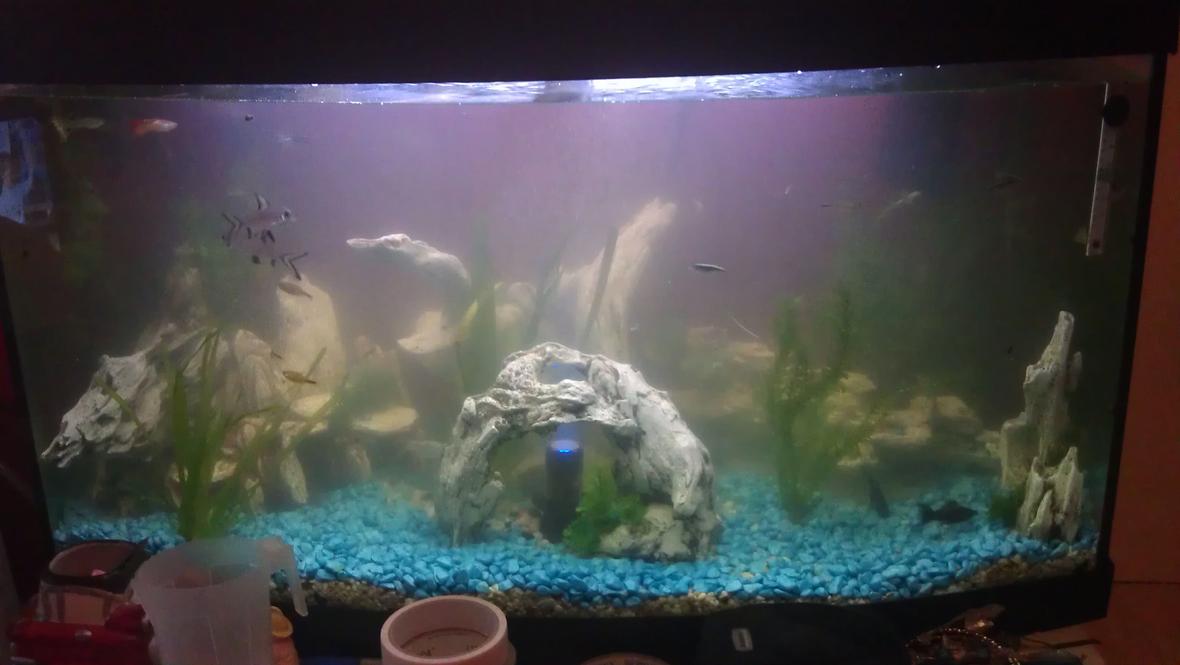 150 gallons freshwater fish tank (mostly fish and non-living decorations) - My tank first set up bit cloudy..