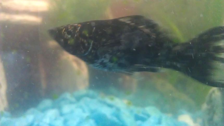 Rated #56: Freshwater Fish - Poecilia Sphenops - Marble Lyretail Molly Stocking In 150 Gallons Tank - Mexican Molly black
