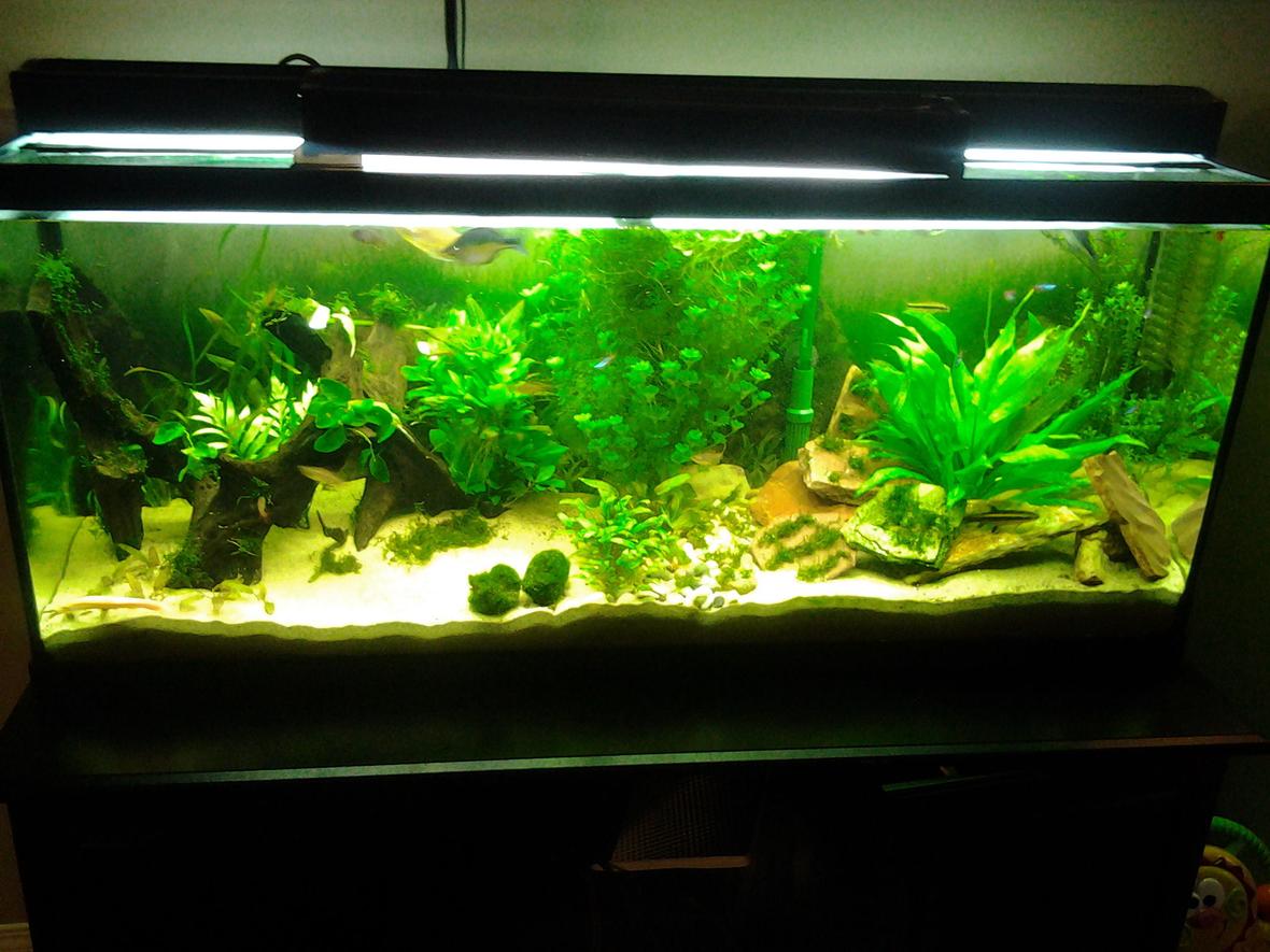55 gallons planted tank (mostly live plants and fish) - 15 days after adding lights and plants. Added anubias, spike moss and bulbitis yesterday.