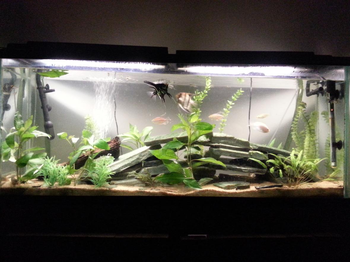 55 gallons freshwater fish tank (mostly fish and non-living decorations) - 55g freshwater community tank with some live plants