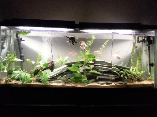 55 gallons freshwater fish tank (mostly fish and non-living decorations) - 55g freshwater community tank with some live plants