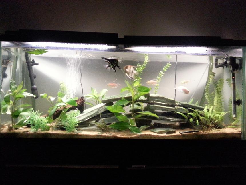Rated #45: 55 Gallons Freshwater Fish Tank - 55g freshwater community tank with some live plants