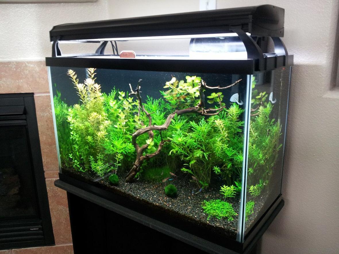 29 gallons freshwater fish tank (mostly fish and non-living decorations) - My 29 gallon tank at around 6 weeks old.