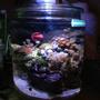 fish tank picture - Reef In a Cookie Jar update as of 4-29-2013