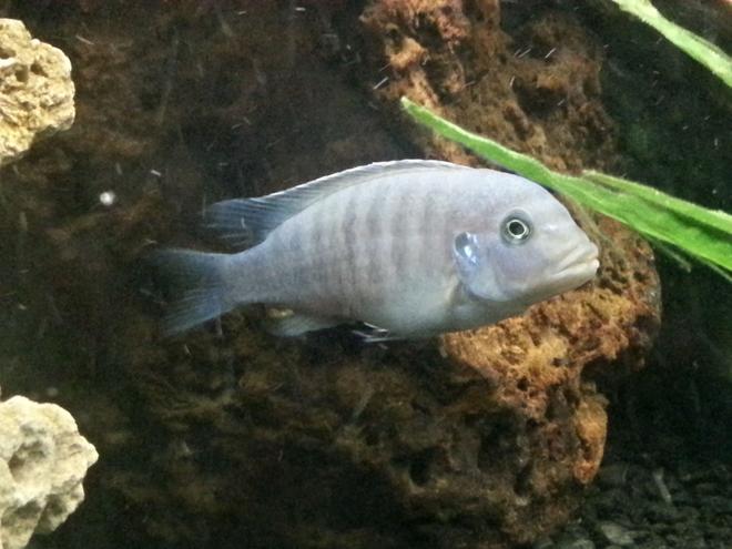 freshwater fish - metriaclima callainos - cobalt blue zebra cichlid stocking in 75 gallons tank - Cobalt Blue zebra