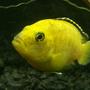 freshwater fish - labidochromis caeruleus - electric yellow cichlid stocking in 75 gallons tank - Yellow lab