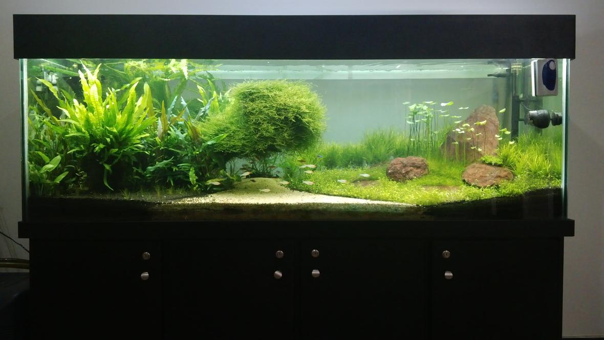 180 gallons planted tank (mostly live plants and fish) - My tank afer 8 months.