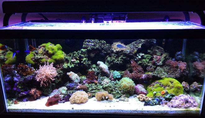 45 gallons reef tank (mostly live coral and fish) - front shot of aquarium