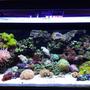 45 gallons reef tank (mostly live coral and fish) - front shot of aquarium