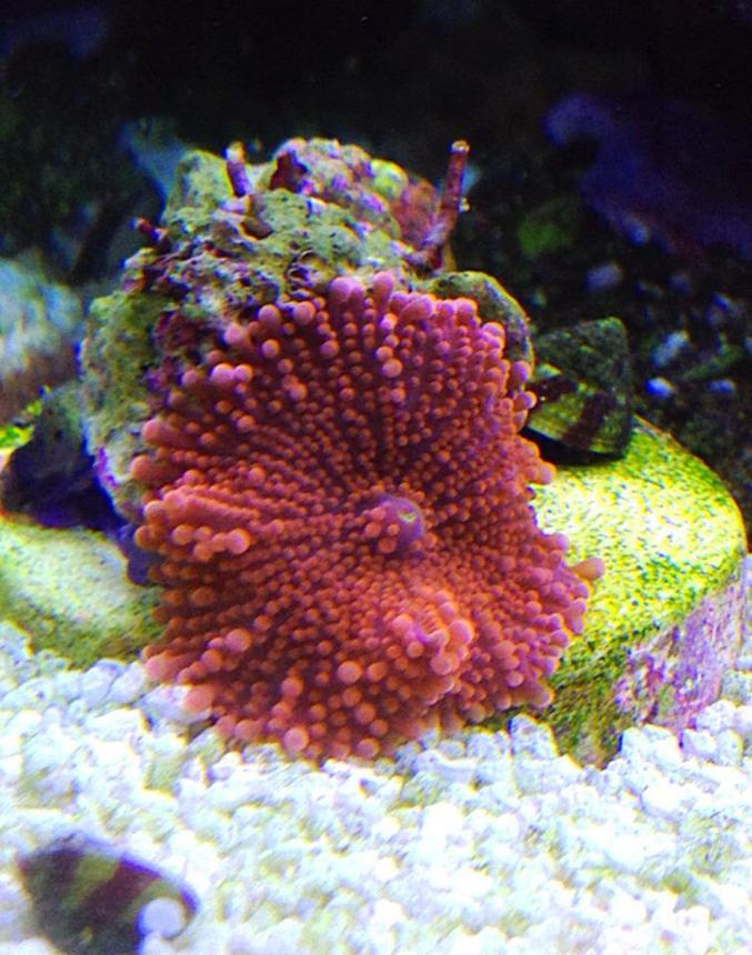 corals inverts - ricordea yuma - flower / ricordea mushroom stocking in 45 gallons tank - pink ricordea yuma
