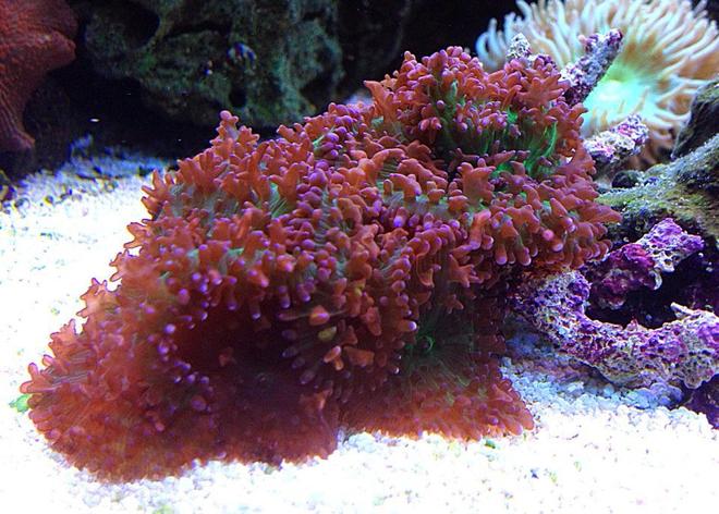 corals inverts - rhodactis sp. - lavender mushroom stocking in 45 gallons tank - lavender mushrooms