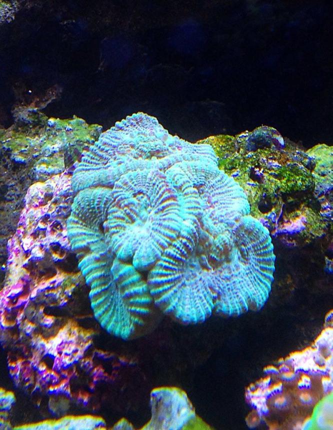 corals inverts - goniastrea sp. - brain coral stocking in 45 gallons tank - green brain