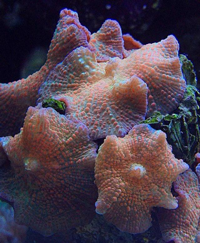 corals inverts - actinodiscus sp. - fluorescent mushroom stocking in 45 gallons tank - florescent mushrooms