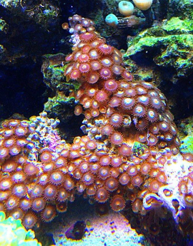 corals inverts - zoanthus sp. - colony polyp, sunrise supernova stocking in 45 gallons tank - zoanthids