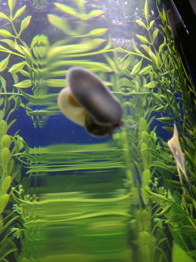 corals inverts stocking in 29 gallons tank - blue snail