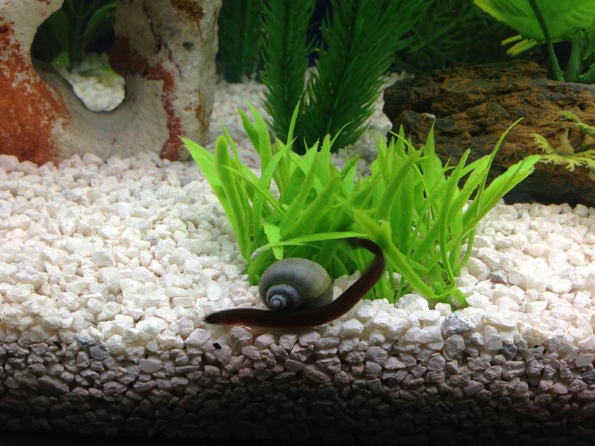 Rated #1254: Freshwater Fish - Pangio Sp. - Black Kuhlii Loach Stocking In 29 Gallons Tank - kuhli loach
