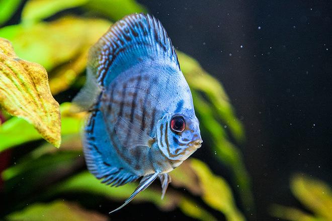 freshwater fish - symphysodon sp. - checkerboard discus stocking in 200 gallons tank - Discus