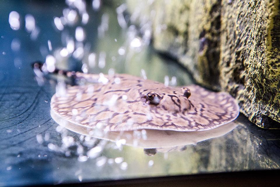 saltwater fish - henlei x mantilla - stingray stocking in 200 gallons tank - Henlei x Mantilla