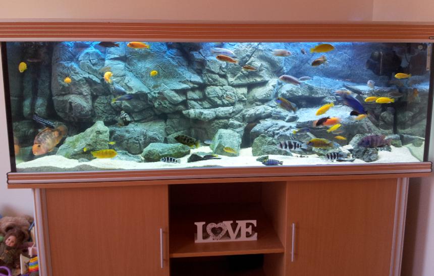 Rated #14: 125 Gallons Freshwater Fish Tank - 600 litre African Cichlid tank with Pangea background