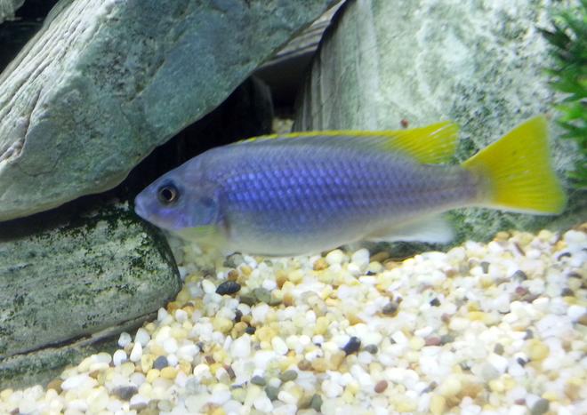 freshwater fish - pseudotropheus acei - acei cichlid stocking in 55 gallons tank - Yellow Tail Acei Cichlid